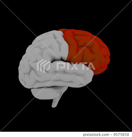 Frontal lobe - Human brain in side view 9575658