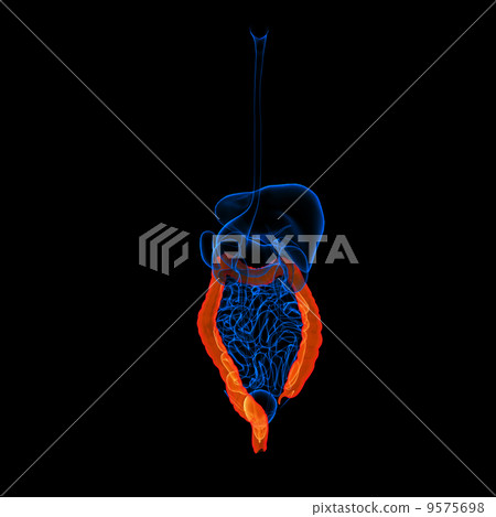 Red Color Digestion Human digestive system large intestine red... - Stock Illustration ...