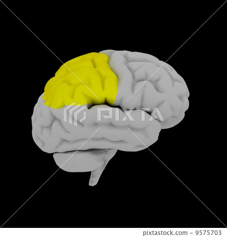 Parietal lobe - human brain in side view 9575703
