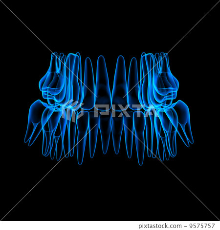 3d human teeth - back view 9575757