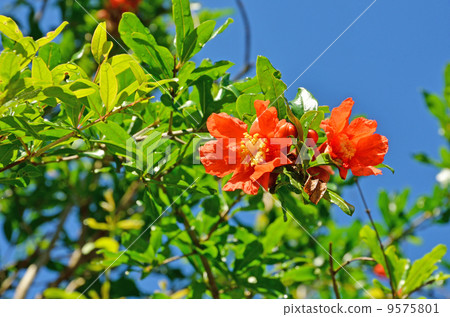 Pomegranate flower 9575801