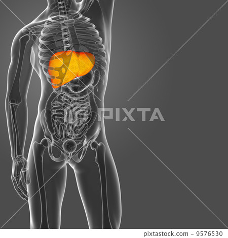 Human digestive system liver Human digestive system liver 9576530
