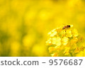 Rape blossoms and bees 9576687