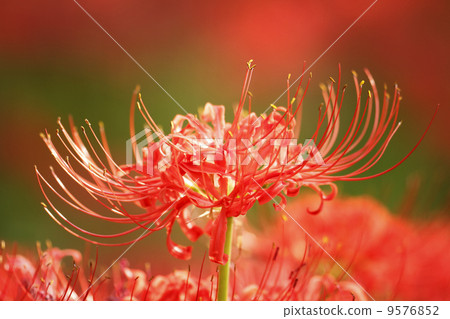 群集孤挺花 9576852