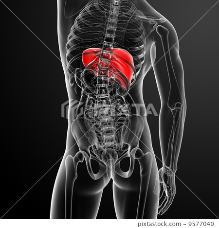 Human digestive system liver red colored - front view Human digestive system liver red colored - front view 9577040