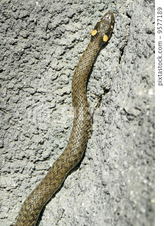 grass snake in stone 9577189