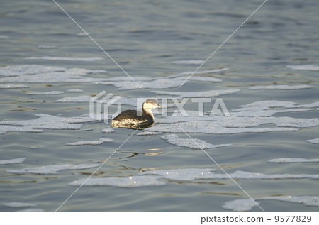 咪咪凱特布里 9577829