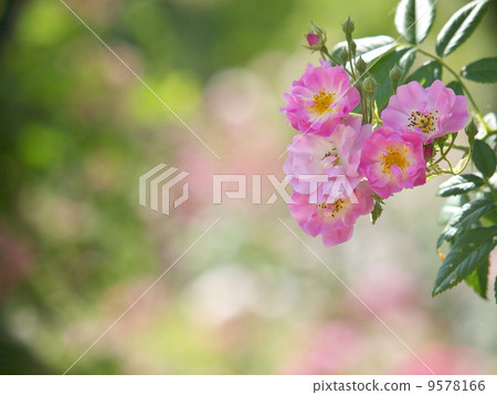 Brush / Rambler Brush / Rambler 9578166