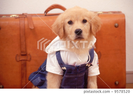 Golden retriever Golden retriever 9578520