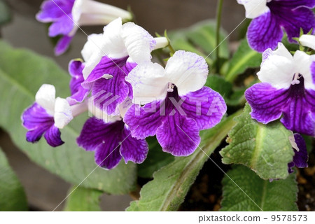 鏈黴菌車路徑 9578573