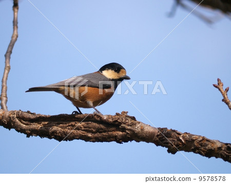 Feeding of Yamagara Feeding of Yamagara 9578578