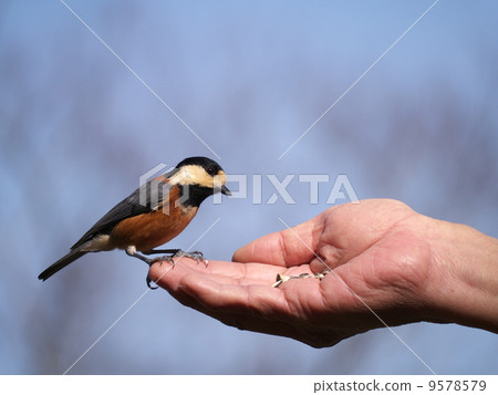 Feeding of Yamagara Feeding of Yamagara 9578579