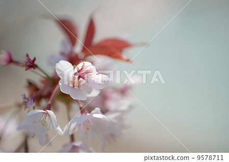 Cherry Blossom Cherry Blossom 9578711