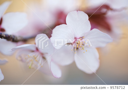 Cherry Blossom Cherry Blossom 9578712