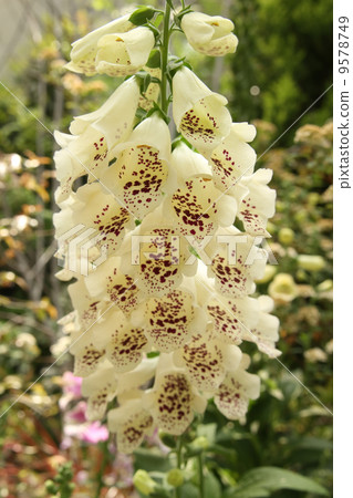 Dikitari Dikitari 9578749