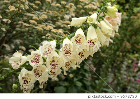 洋地黃 洋地黃 9578750