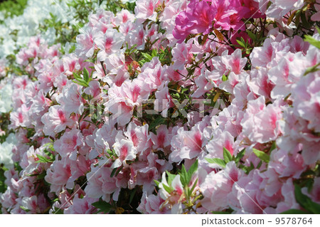 Hirato Azalea 9578764
