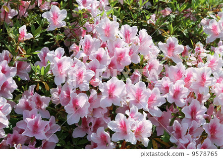 Hirato Azalea 9578765