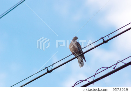 A pigeon stuck in a wire 9578919