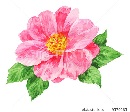 sasanqua, bloom, blossom 9579085