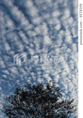 兔寶寶雲和樹木 9579209