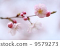 櫻花 9579273