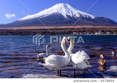 Mount Fuji and swan Mount Fuji and swan 9579684