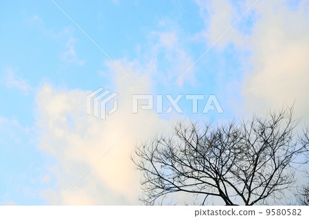 Dead tree and sky 9580582