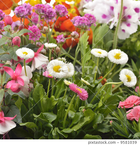 Flowers 9581039