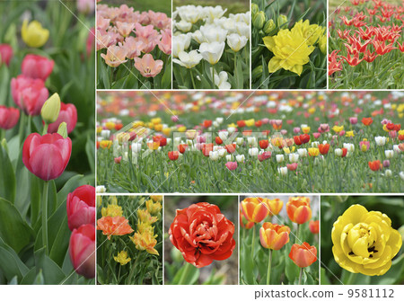 Tulip Flowers Collection Tulip Flowers Collection 9581112