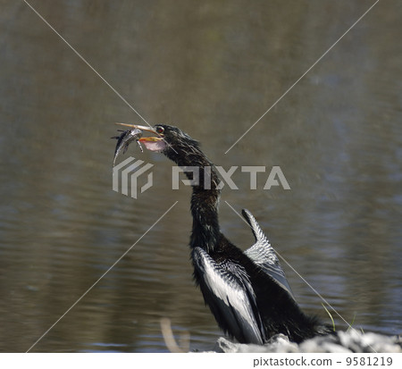 Anhinga Downing A Fish 9581219