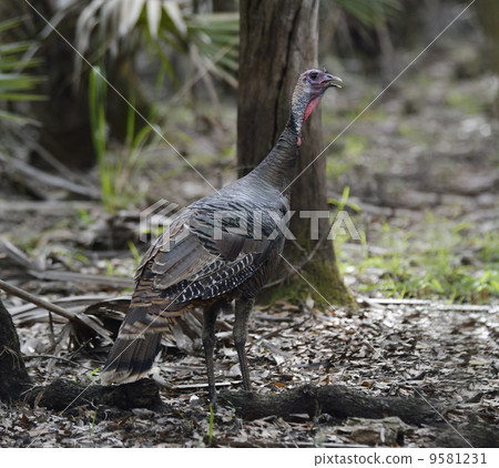 Wild Turkey Wild Turkey 9581231