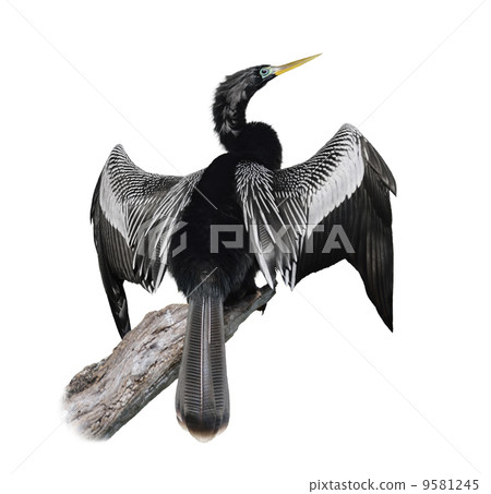 Anhinga (Anhinga Anhinga) Bird Anhinga (Anhinga Anhinga) Bird 9581245