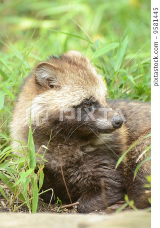 Hondo Tanuki Hondo Tanuki 9581445