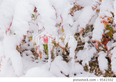 在多雪的天南部的天空的霍莉 9581502