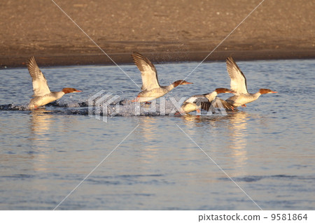 普通秋沙鴨 9581864