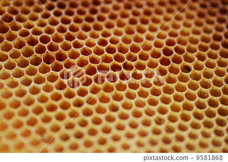 蜂窩 蜂窩 9581868