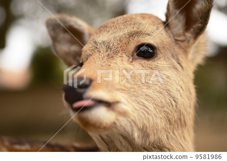 Animal welfare image 9581986