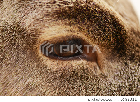 動物福利形象 9582321