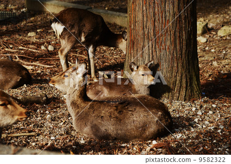 動物福利形象 9582322