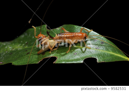 Mating coped pear 9582531