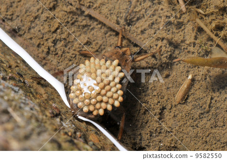 A beetle carrying eggs A beetle carrying eggs 9582550