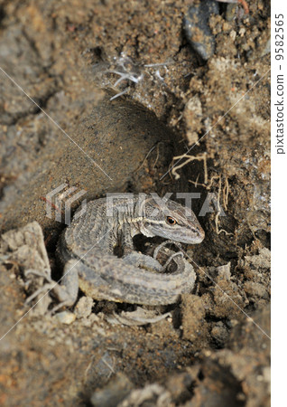 日本黑沙灘碟越冬 9582565