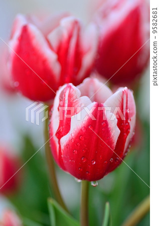 Tulip 9582681