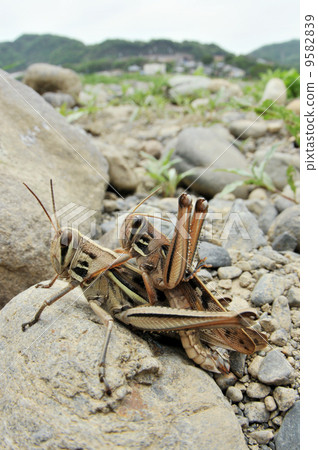 交配蘑菇 9582839