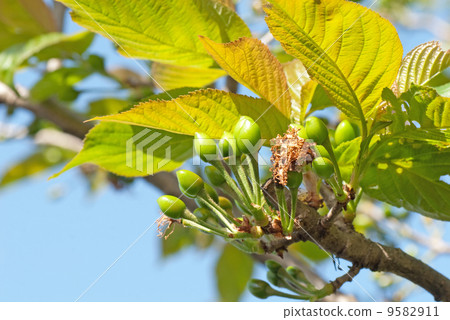 From flowers to berries (cherries) 9582911