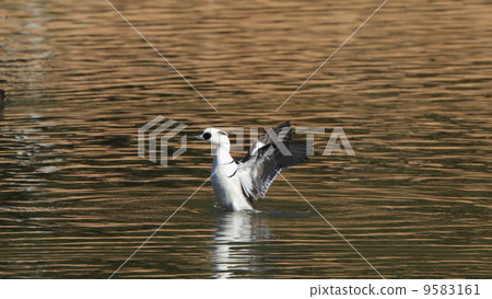 生物伸長的鳥類Mikohoisa（雄性），拍打著 9583161