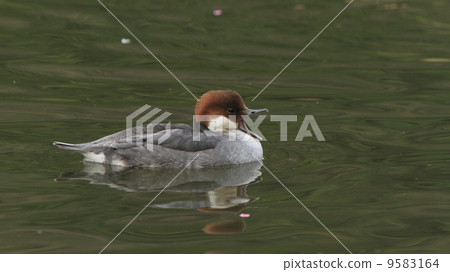 生物的動物鳥類Mycoleisa（雌性） 9583164