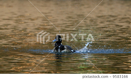 Birds Birds Water bird bathing, Costume (male) 9583166