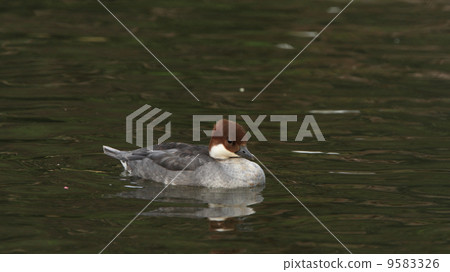 生活在鳥池放鬆Miko Aisa（女） 9583326